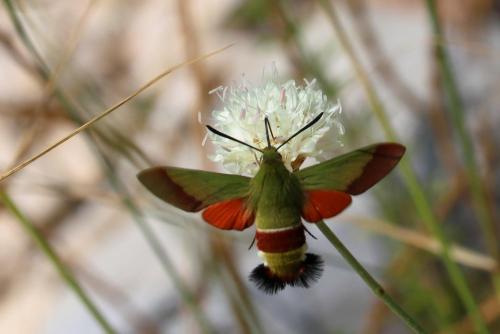 Hemaris croatica